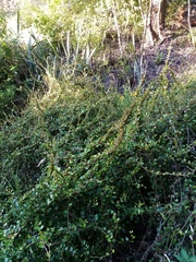 Muehlenbeckia australis × complexa