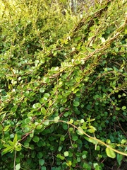 Muehlenbeckia australis × complexa