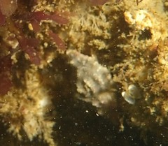 Muricoidea