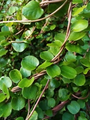 Muehlenbeckia australis × complexa