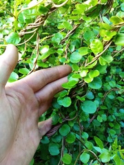 Muehlenbeckia australis × complexa