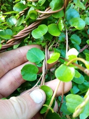 Muehlenbeckia australis × complexa