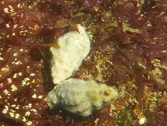 Muricoidea