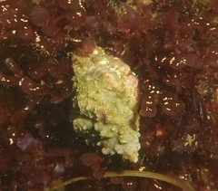 Muricoidea