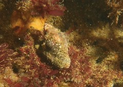 Muricoidea