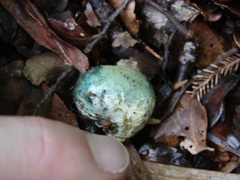 Rossbeevera pachydermis