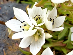 Daisy-leaved Gentian (Gentianella bellidifolia)
