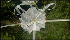Hymenocallis duvalensis