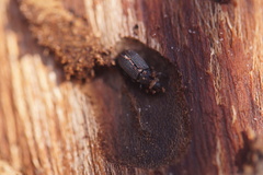 Curculionidae