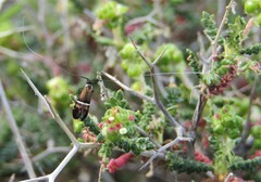 Adela paludicolella