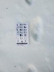 Mephitis mephitis nigra