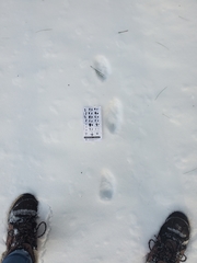 Mephitis mephitis nigra