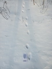 Mephitis mephitis nigra