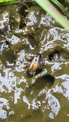 Aphodius