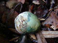 Rossbeevera pachydermis