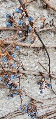 Parthenocissus quinquefolia