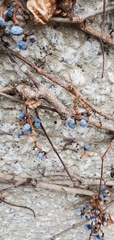 Parthenocissus quinquefolia