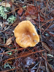Lactarius tabidus