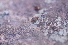 Orchestes alni