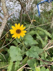 Helianthus debilis image