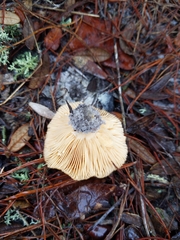 Lactarius tabidus