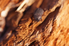 Maladera holosericea