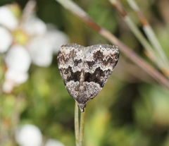 Dichromodes ainaria