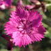 Ragged Pink - Photo (c) Sylvain Piry, some rights reserved (CC BY-NC), uploaded by Sylvain Piry