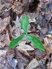 Trillium grandiflorum