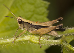 Orphulella losamatensis