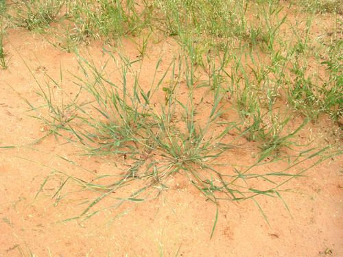 Eragrostis tremula