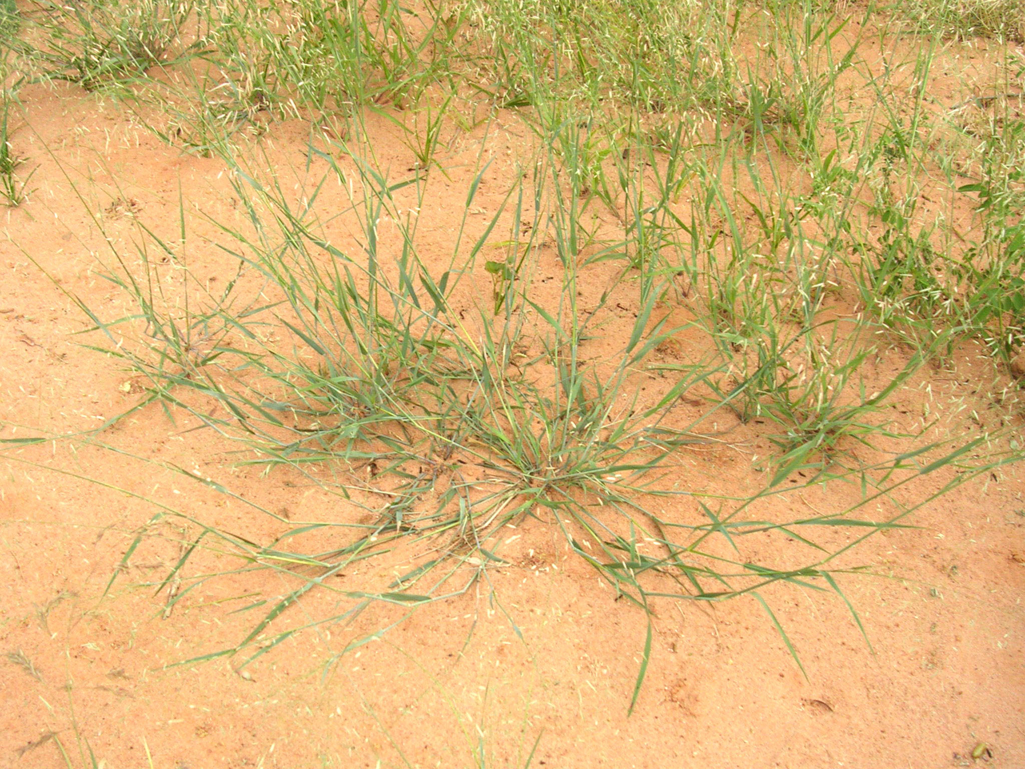 Eragrostis tremula