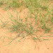 Eragrostis tremula - Photo (c) bilyaminusirajo, some rights reserved (CC BY-NC), uploaded by bilyaminusirajo