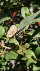 Leptotes trigemmatus