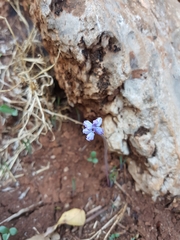 Muscari parviflorum