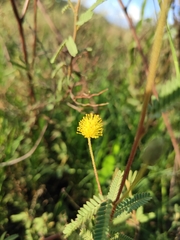Mimosa pilulifera