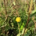 Mimosa pilulifera - Photo (c) Alfonsina, algunos derechos reservados (CC BY-NC), subido por Alfonsina