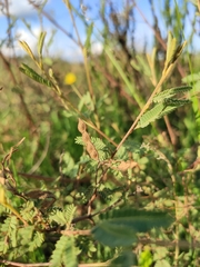 Mimosa pilulifera