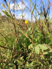 Mimosa pilulifera