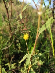 Mimosa pilulifera
