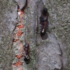 Dolichoderus sibiricus