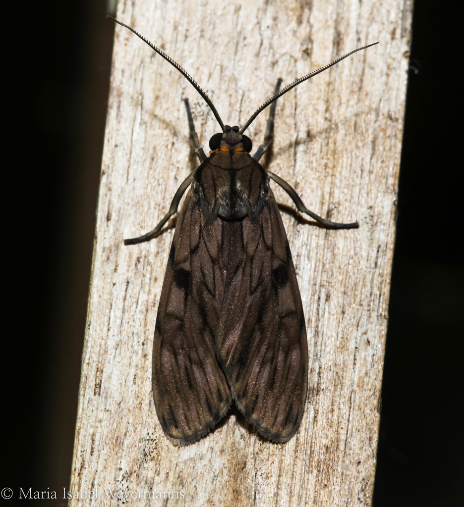 Euceriodes