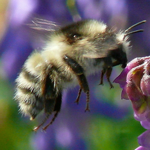 Sand-coloured Carder Bumble Bee
