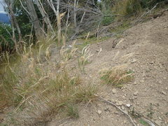 Rytidosperma clavatum