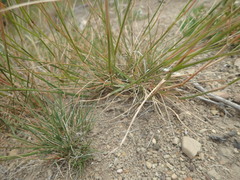 Rytidosperma clavatum