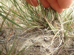 Rytidosperma clavatum