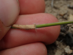 Rytidosperma clavatum