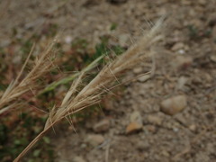 Rytidosperma clavatum