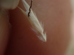 Rytidosperma clavatum