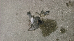 Columba livia domestica